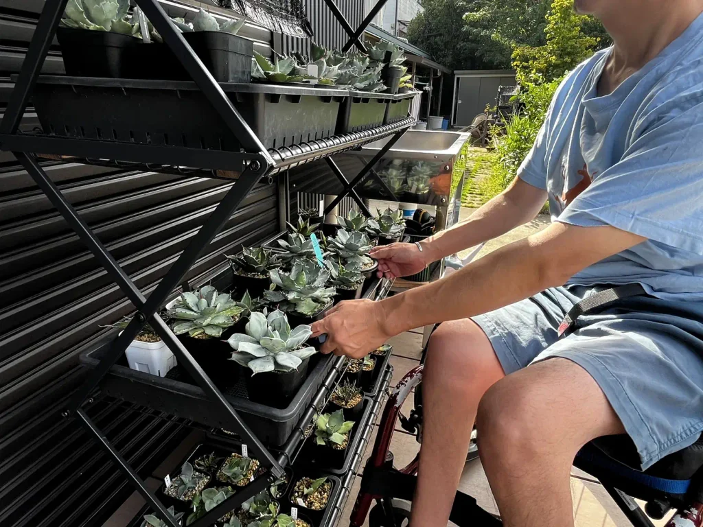 車椅子に座って多肉植物の鉢を棚で手入れする様子