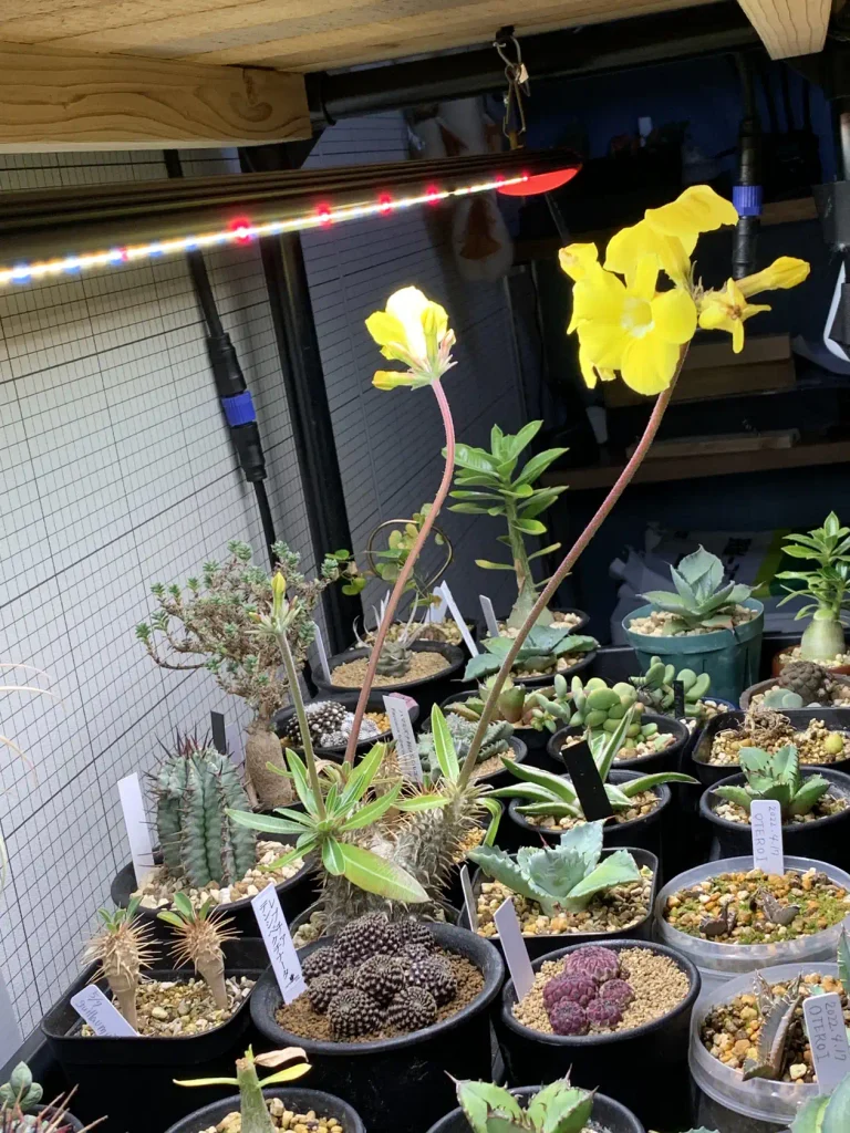 植物育成用LEDの下で室内管理している多肉植物と塊根植物