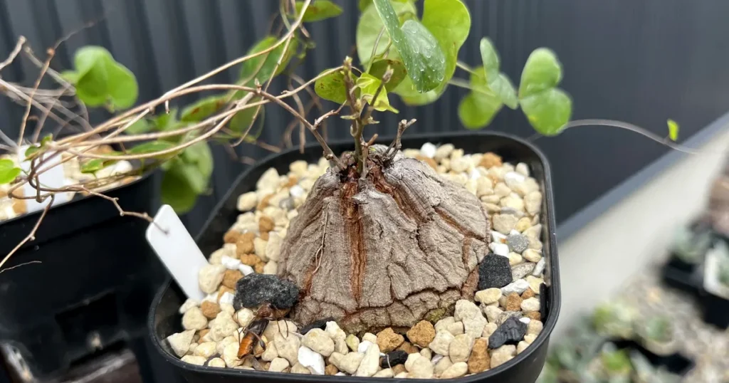 ひび割れた塊根とハート形の葉が特徴的な実生の亀甲竜