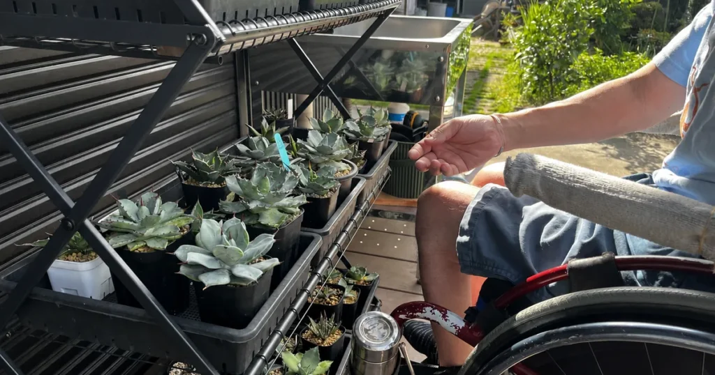 車椅子から手の届く高さに並べた多肉植物