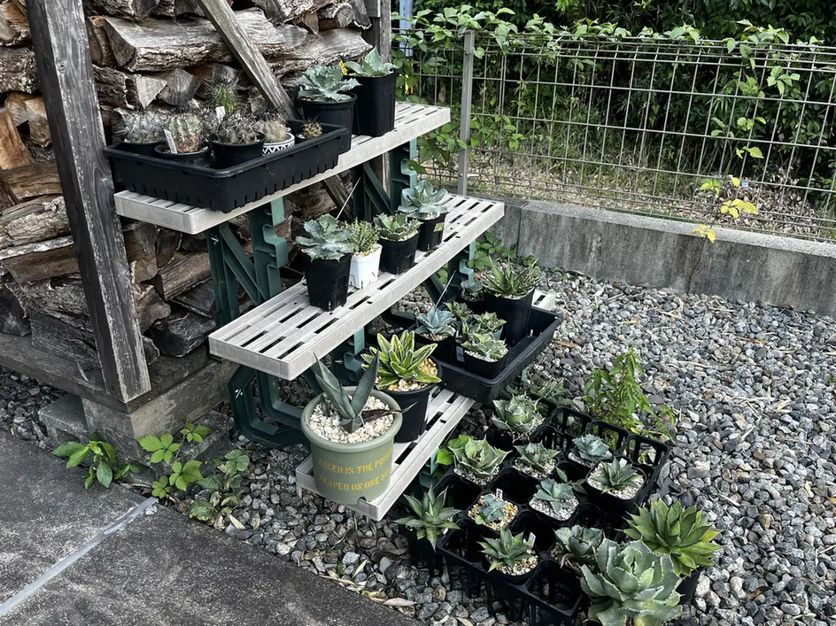 庭の砂利スペースに設置した棚と鉢植え