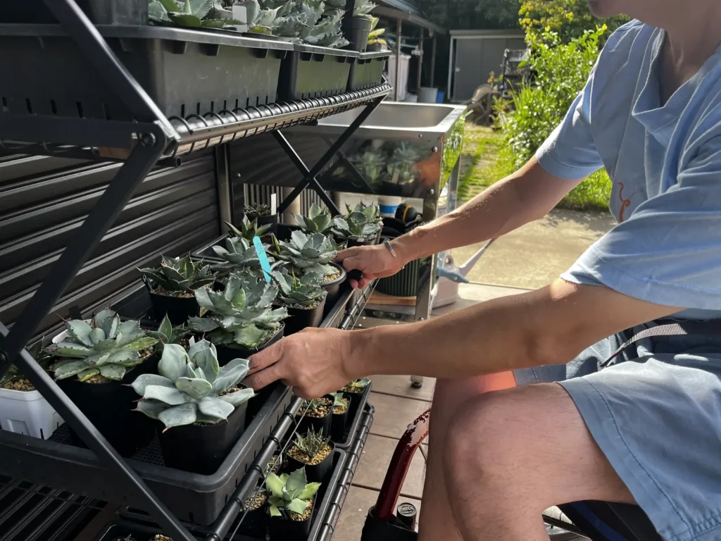 車椅子に座って園芸棚の植物に手を伸ばしている様子
