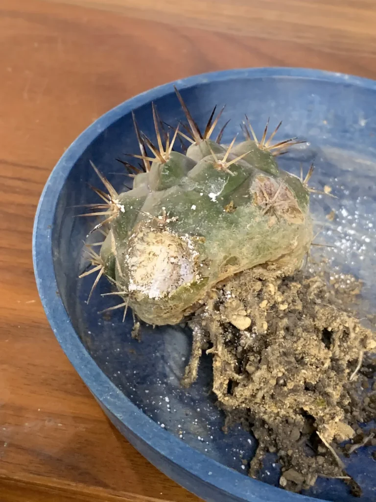 鉢から抜いて根や株の異常を確認しているサボテン