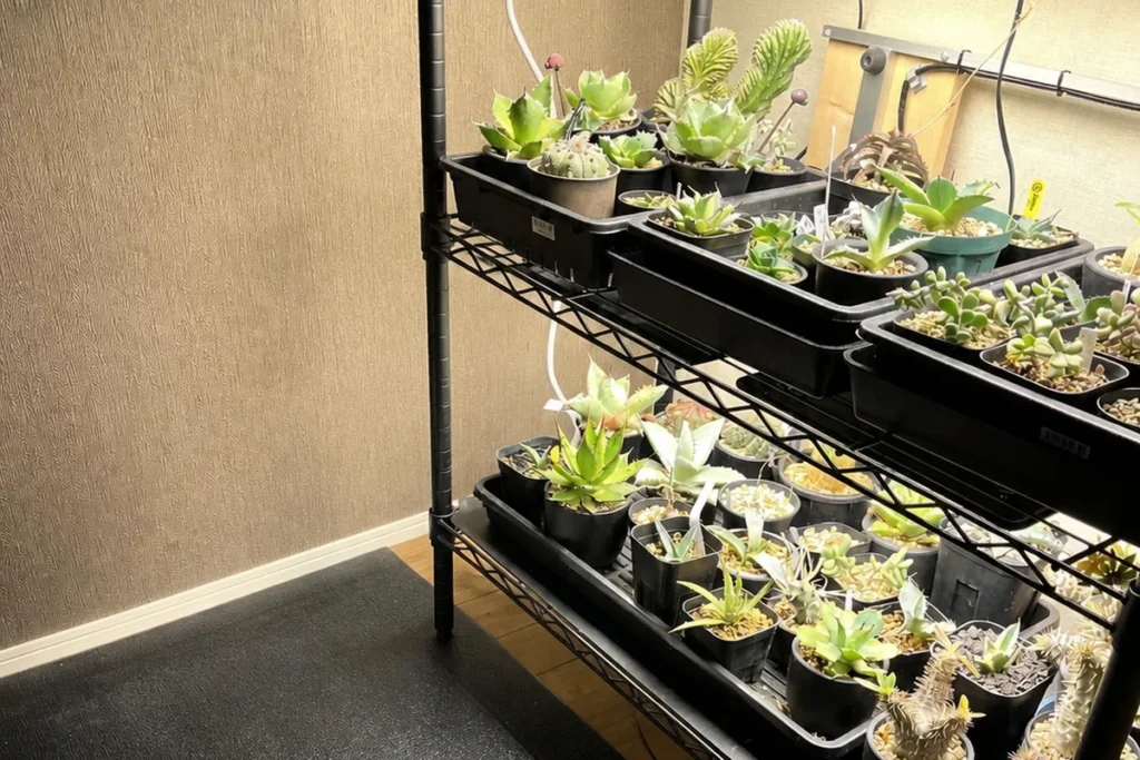 冬に室内へ取り込み育成ライトで管理している植物棚