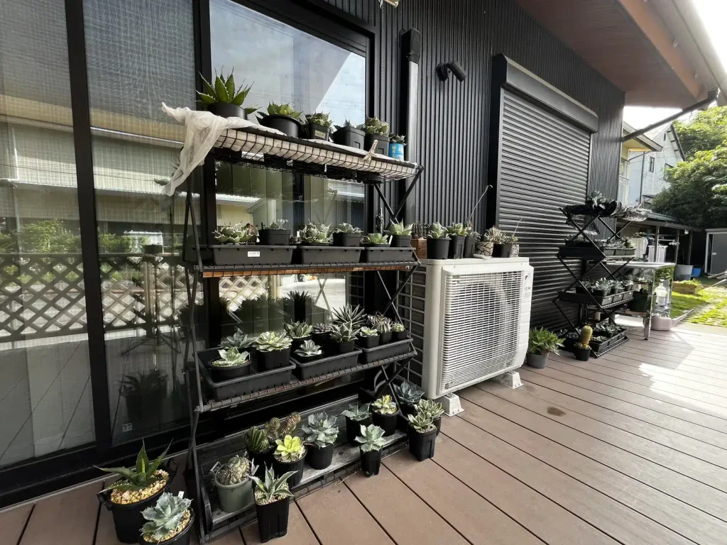 ウッドデッキの棚で管理している多数のアガベと多肉植物
