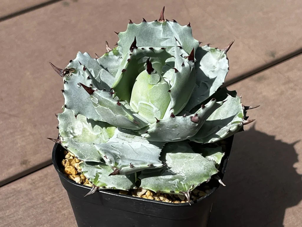 鉢植えで育てているアガベ・イシスメンシスの雷帝