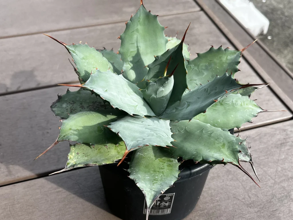 鉢植えで育てているアガベ・ポタトラム系のチェリースウィズル