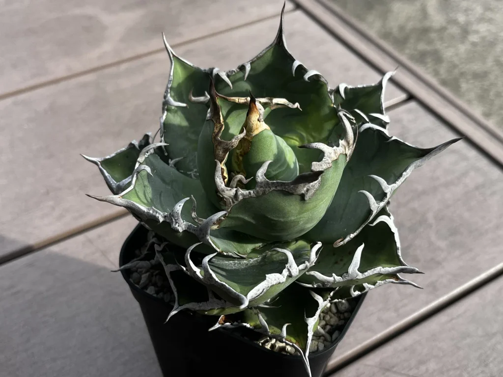 鉢植えで育てているアガベ・チタノタのシーザー