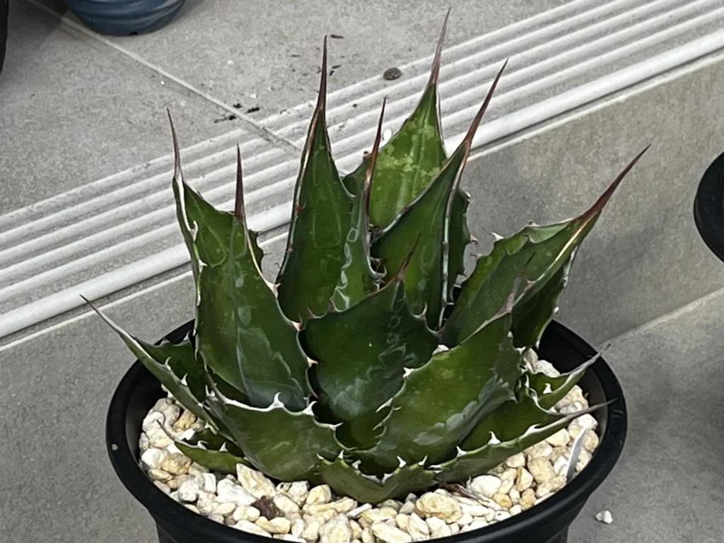 鉢植えで育てているアガベ・モンタナ