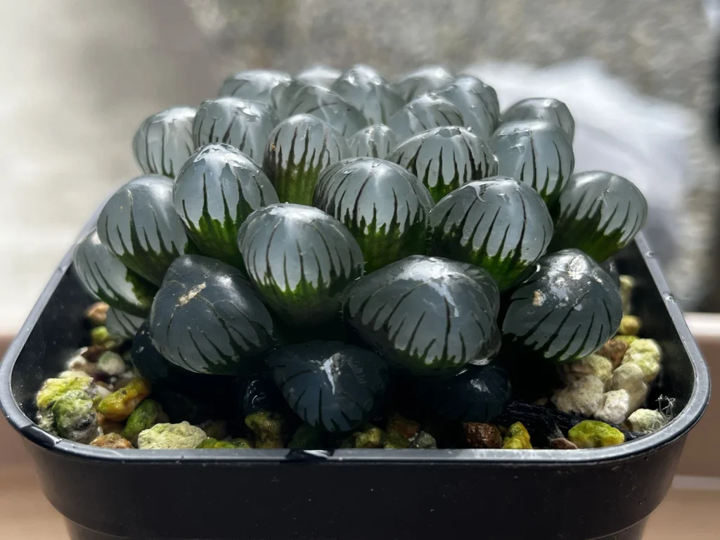 透明感のある葉を持つハオルチア・紫ドドソンオブツーサ