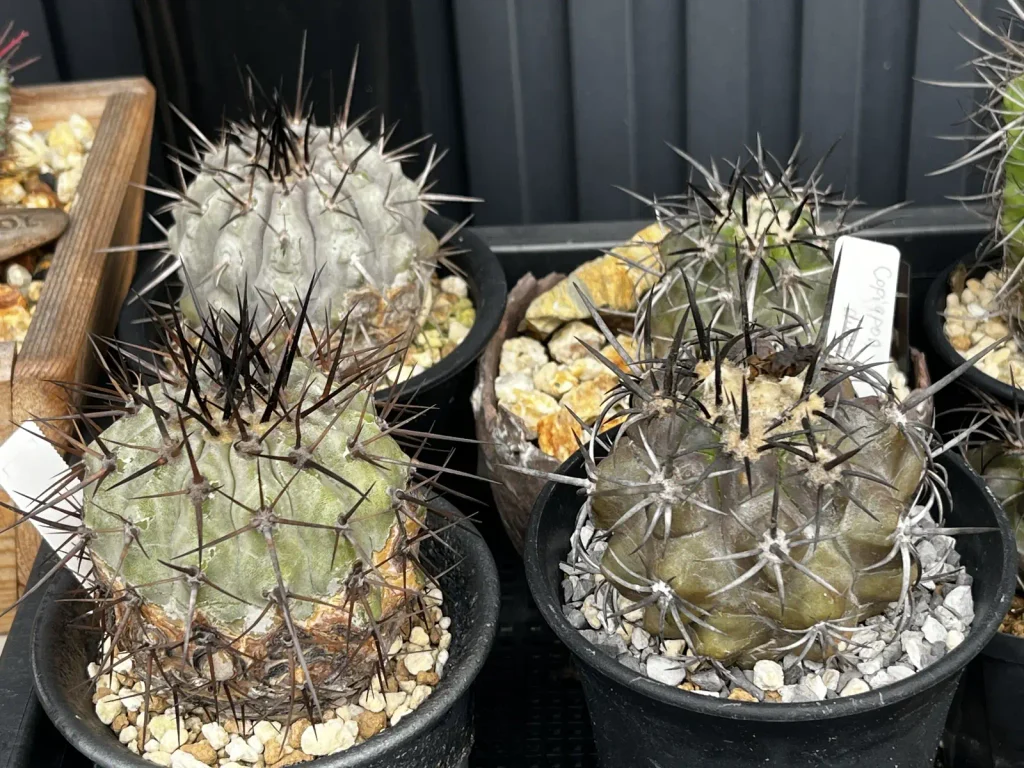 鉢植えで育てている複数のコピアポア属サボテン