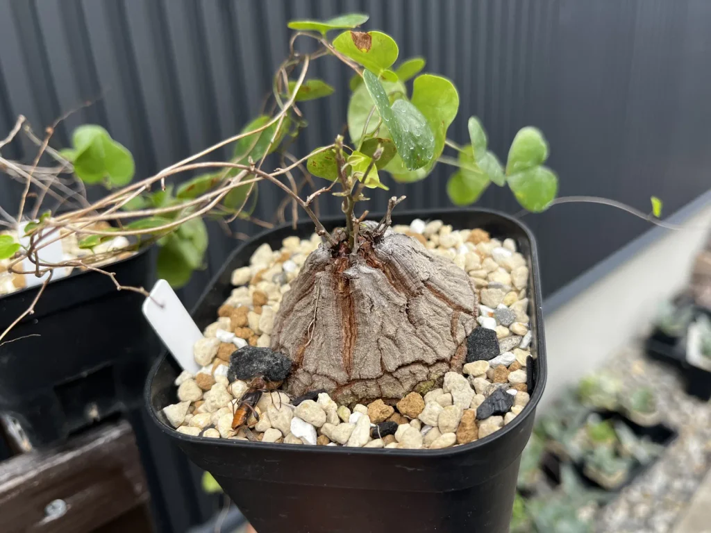 種から育てている鉢植えの亀甲竜
