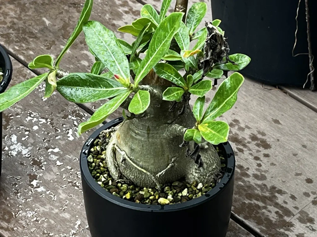 太い幹と枝を伸ばした鉢植えのアデニウム