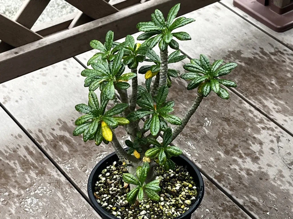 鉢植えで育てているドルステニア・ギガス