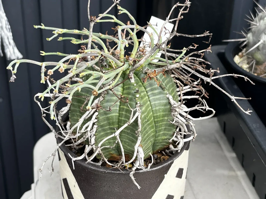 稜に沿って棘が並ぶ鉢植えのユーフォルビア・バリダ