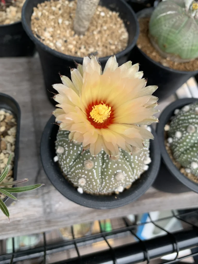 黄色い花を咲かせた鉢植えの兜丸