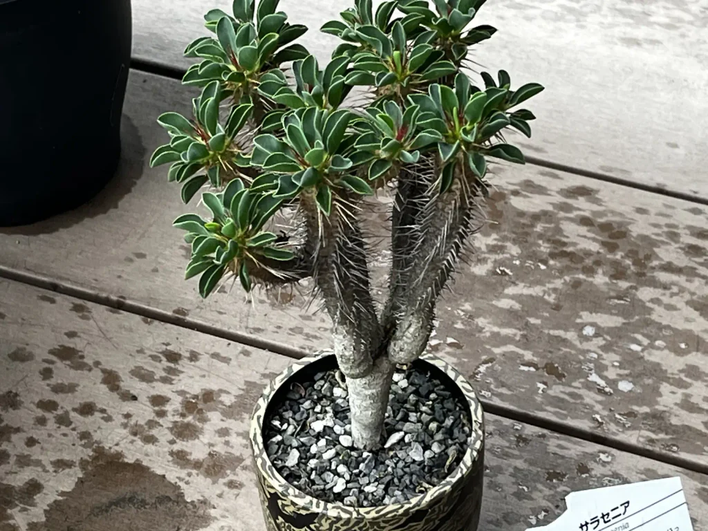 塊根植物のようなユーフォルビア・ギラウミニアナ
